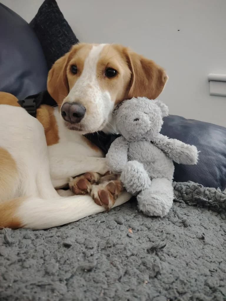 Teddy (aka Lion), male mixed breed for adoption at Saving Souls Animal Rescue