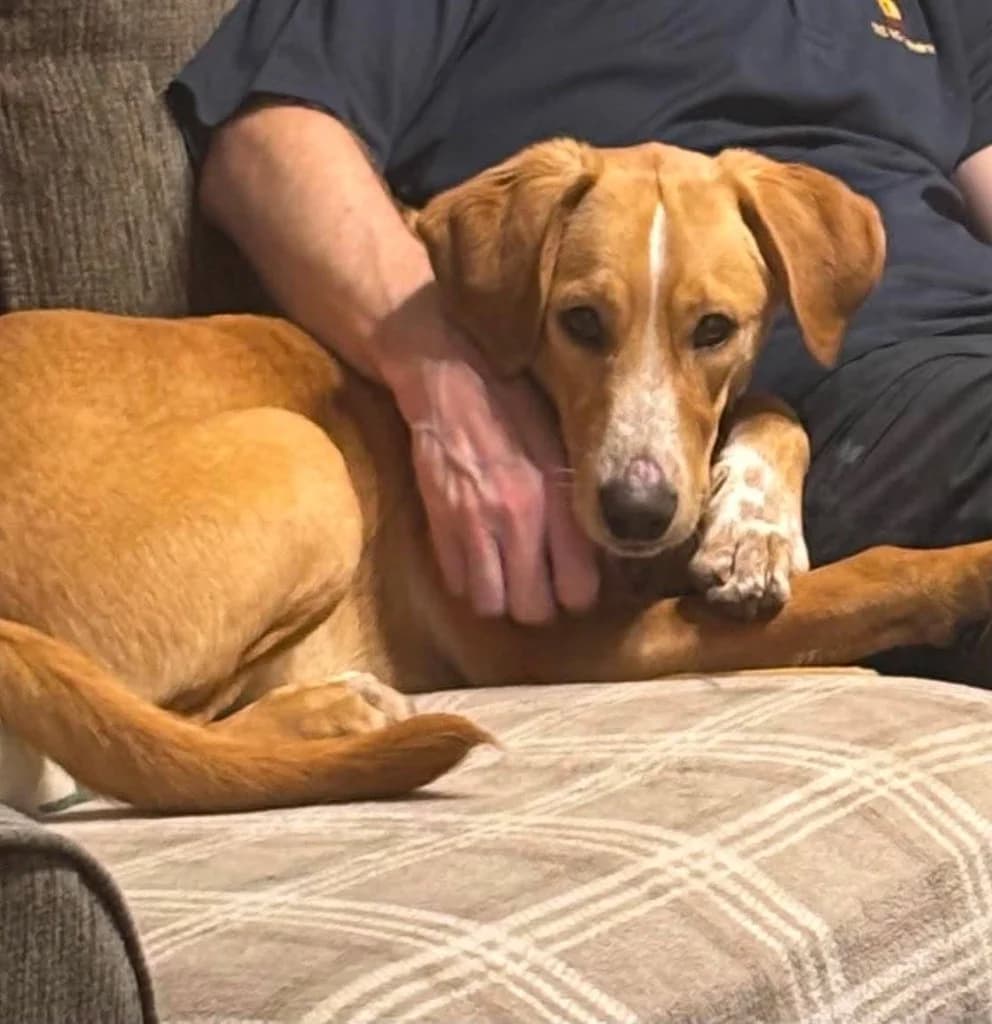 Tarry now Loki, male mixed breed for adoption at Saving Souls Animal Rescue