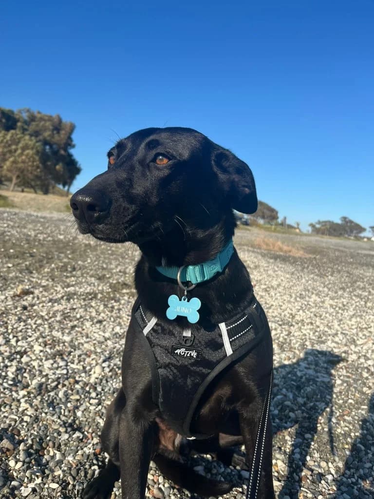 Juno, male mixed breed for adoption at Saving Souls Animal Rescue