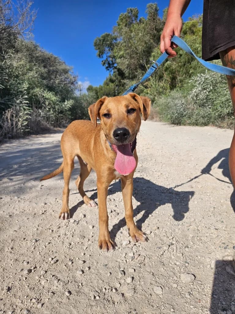 Pumpkin, male mixed breed for adoption at Saving Souls Animal Rescue