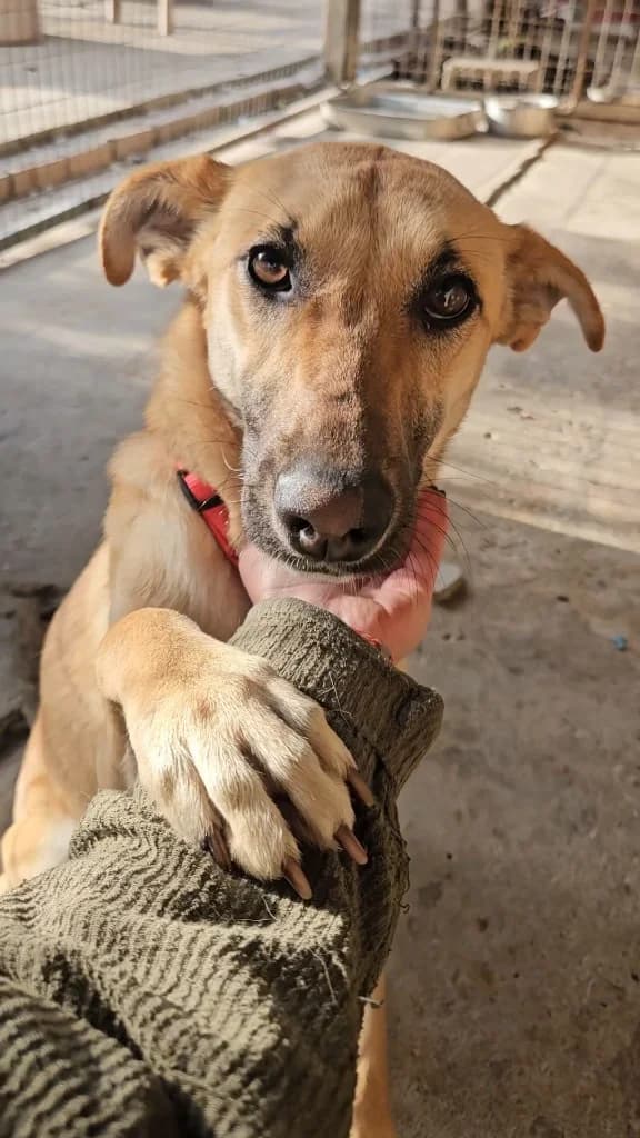 Zena, female mixed breed for adoption at Saving Souls Animal Rescue