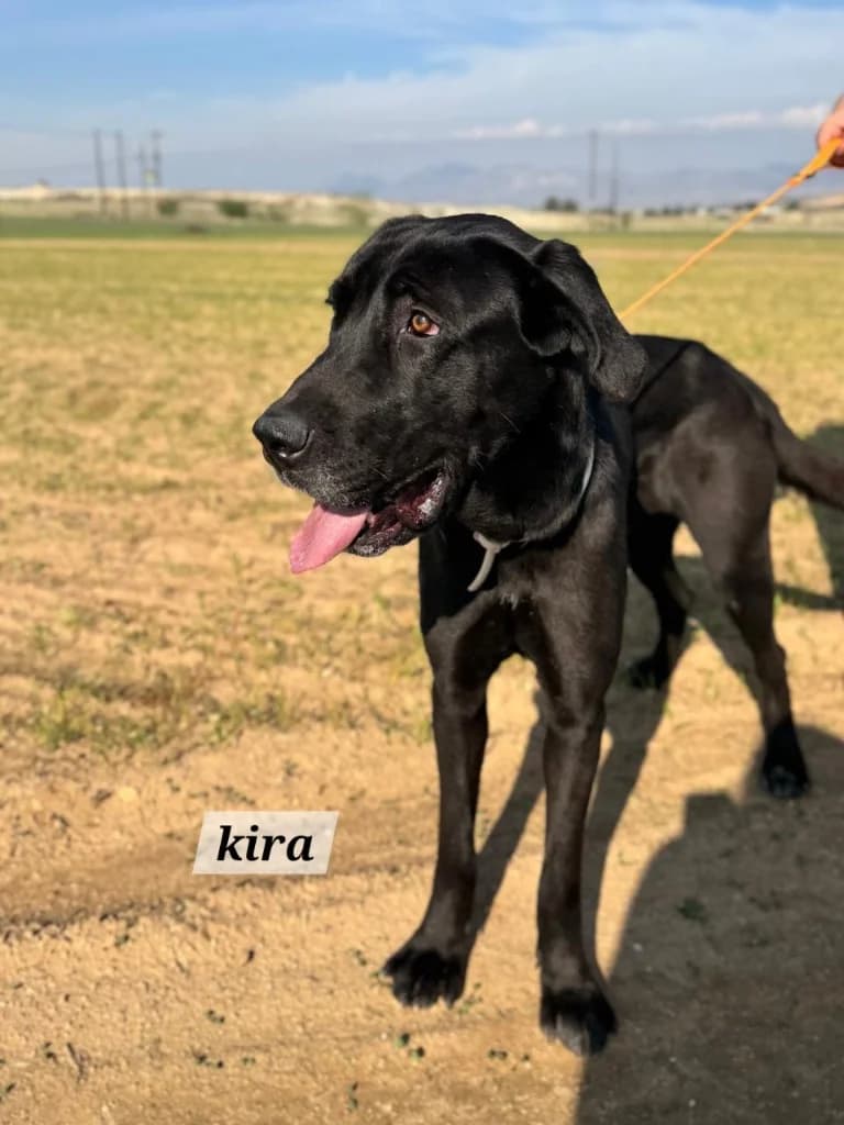 Kira, female mixed breed for adoption at Saving Souls Animal Rescue
