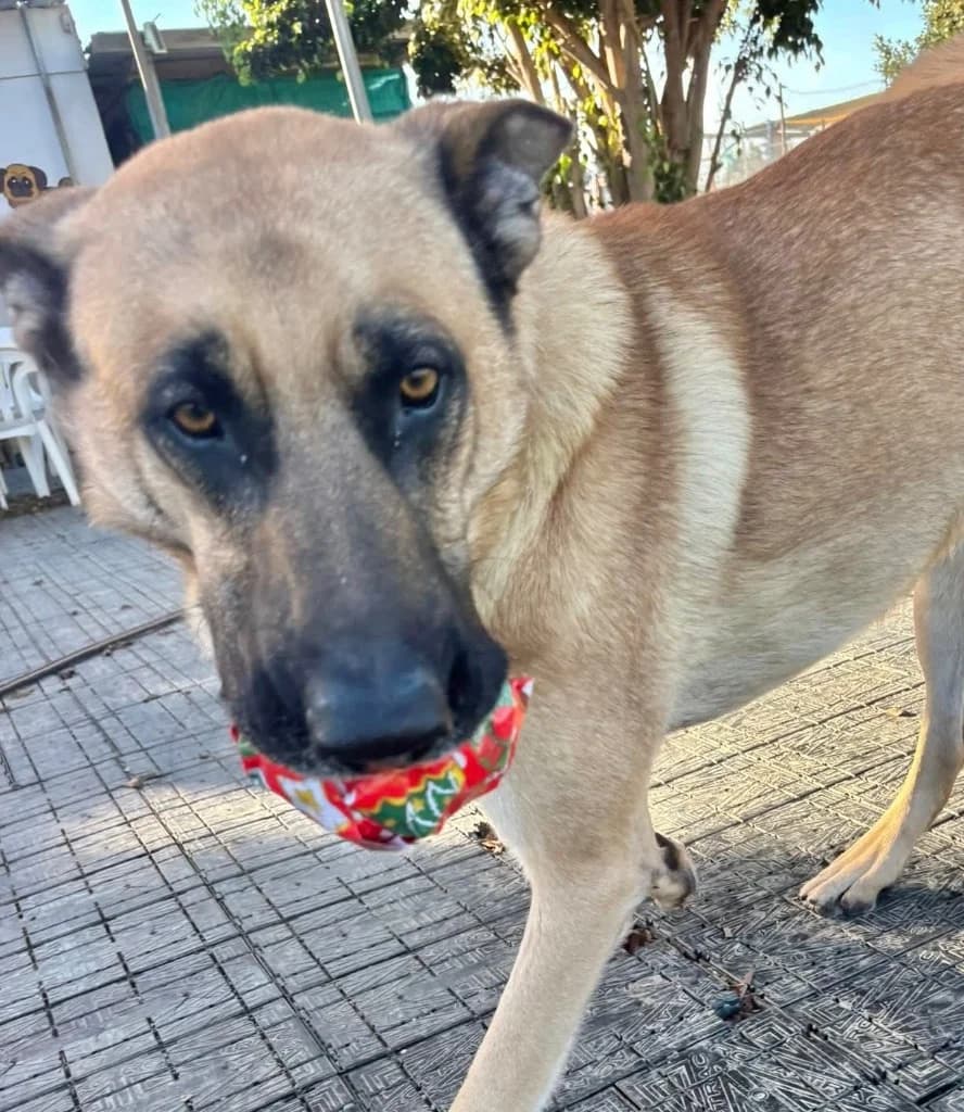 Tom, male mixed breed for adoption at Saving Souls Animal Rescue