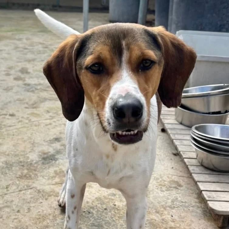 Messi, male mixed breed for adoption at Saving Souls Animal Rescue