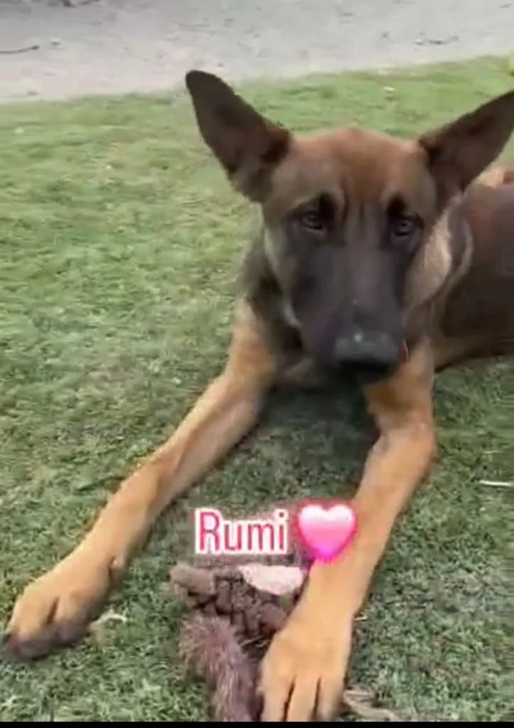 Rumi, male mixed breed for adoption at Saving Souls Animal Rescue