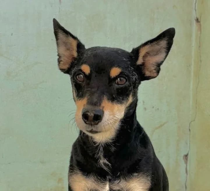 Micky, male mixed breed for adoption at Saving Souls Animal Rescue