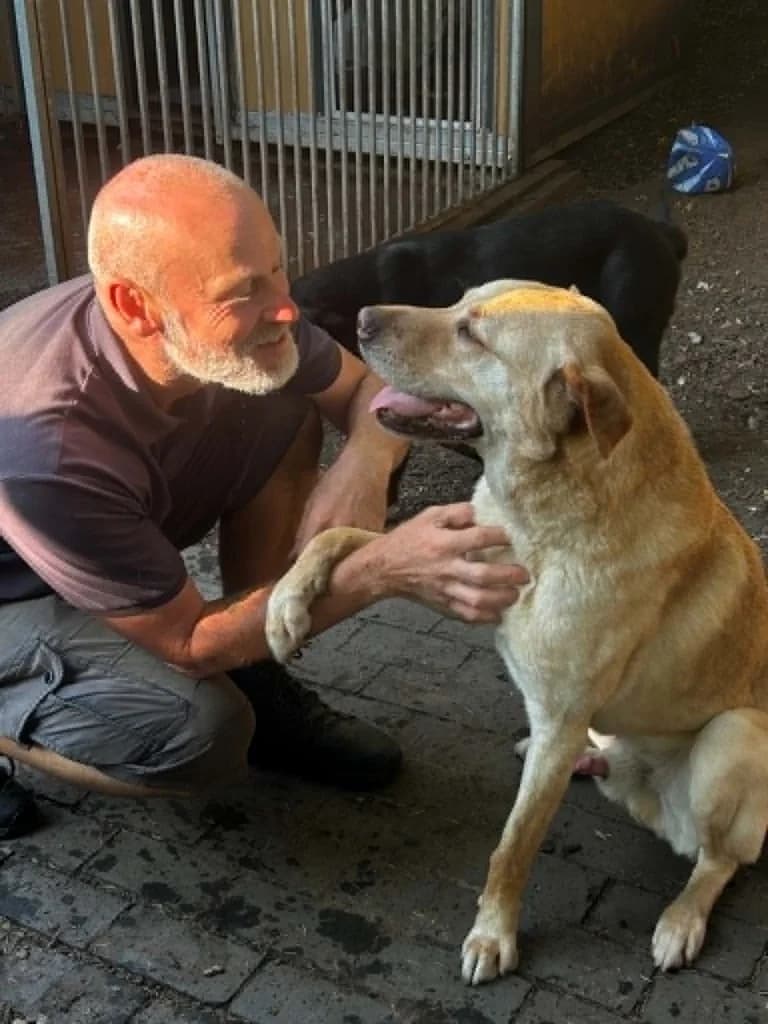 Carlos, male mixed breed for adoption at Saving Souls Animal Rescue