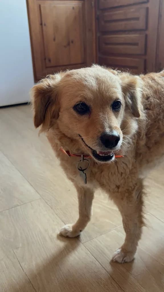 Honey, female mixed breed for adoption at Saving Souls Animal Rescue
