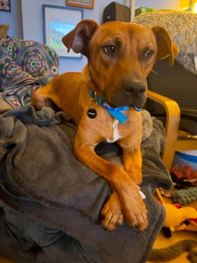 Reuben, male mixed breed for adoption at Saving Souls Animal Rescue