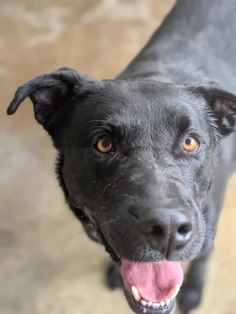 Kofi, male mixed breed for adoption at Saving Souls Animal Rescue