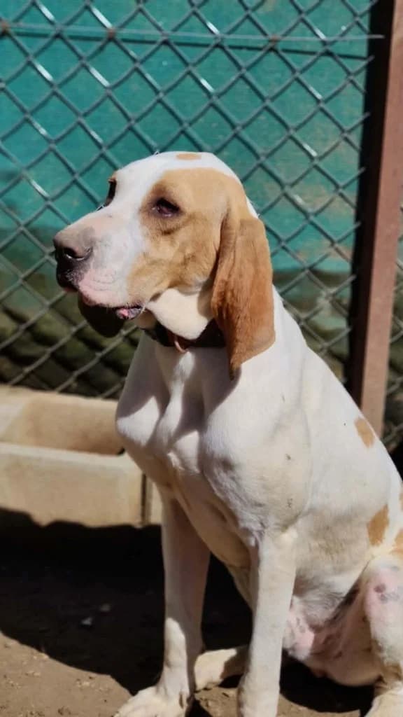 Max, male mixed breed for adoption at Saving Souls Animal Rescue
