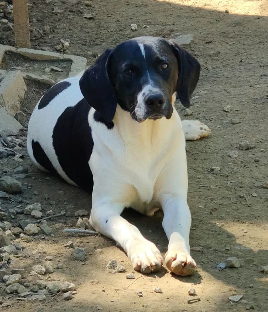 Stanley, male mixed breed for adoption at Saving Souls Animal Rescue