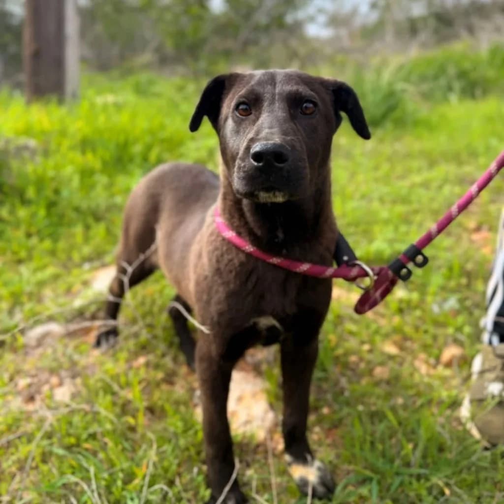 Oz, male mixed breed for adoption at Saving Souls Animal Rescue