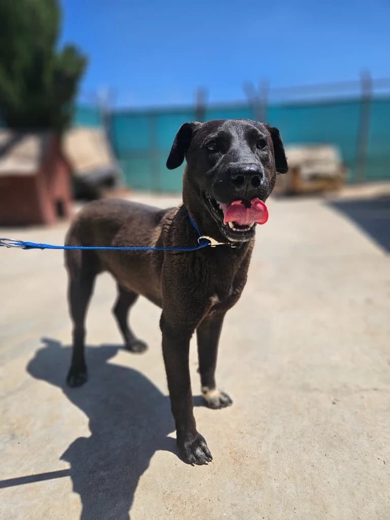 Oz, male mixed breed for adoption at Saving Souls Animal Rescue