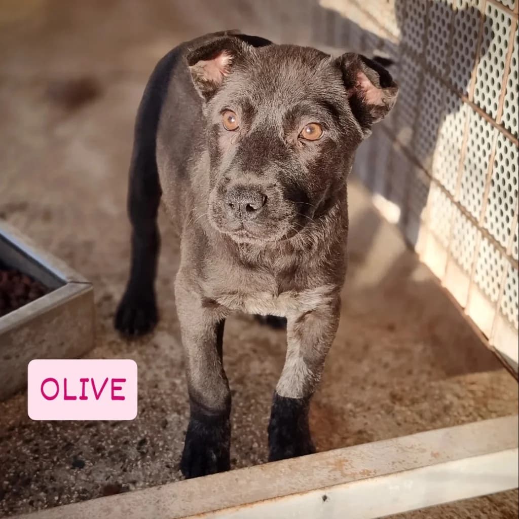 Olive, female mixed breed for adoption at Saving Souls Animal Rescue