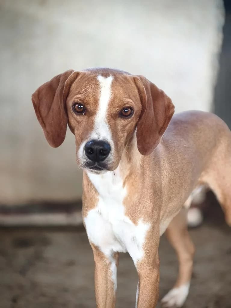 Lenny, male mixed breed for adoption at Saving Souls Animal Rescue