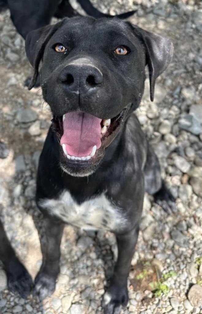 Pebbles, female mixed breed for adoption at Saving Souls Animal Rescue