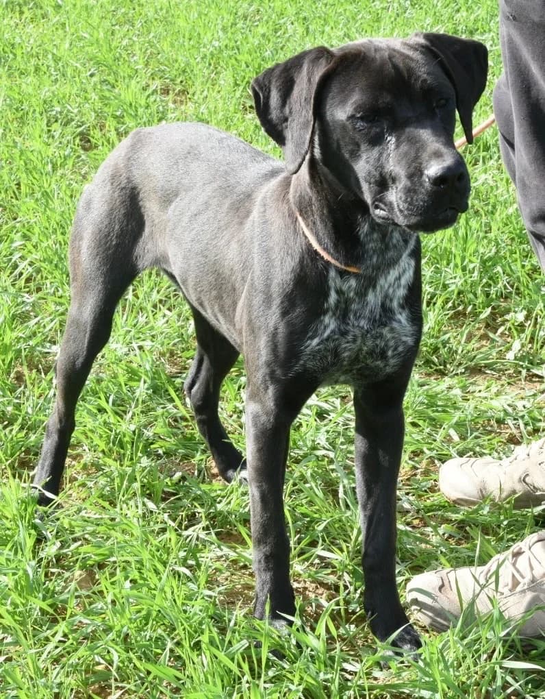 Willow, female mixed breed for adoption at Saving Souls Animal Rescue