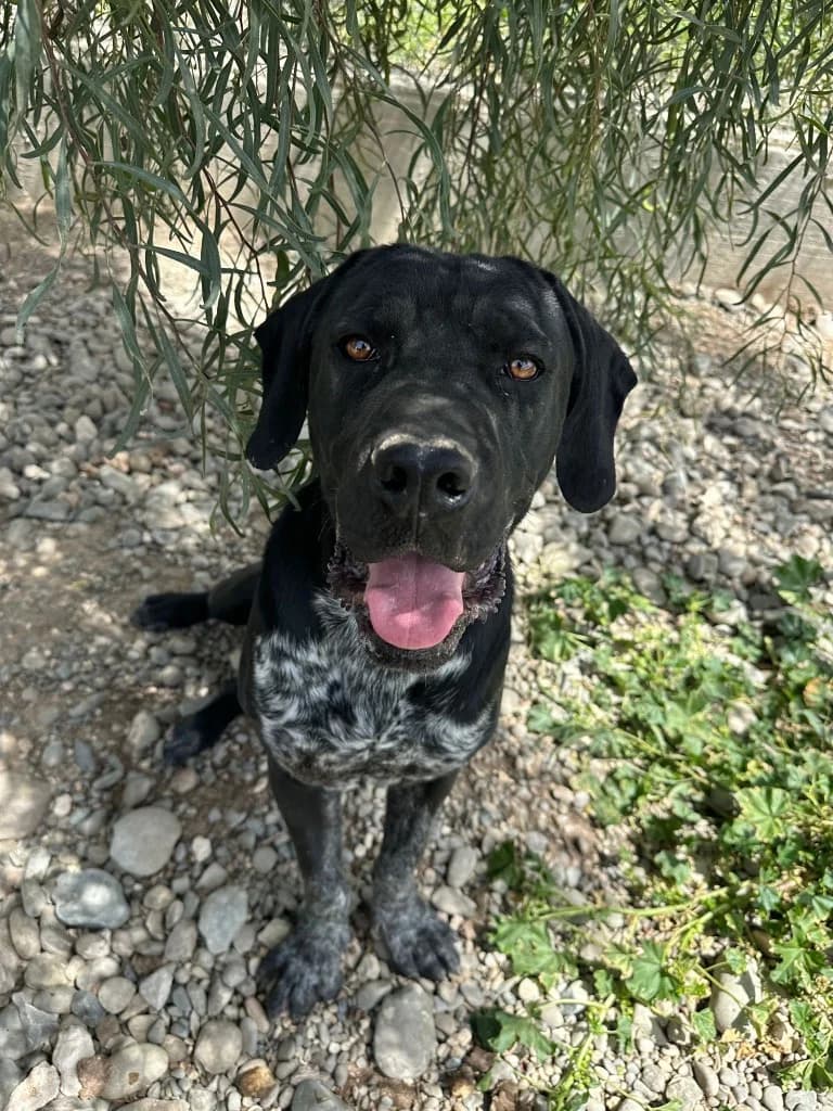 Orion, male mixed breed for adoption at Saving Souls Animal Rescue