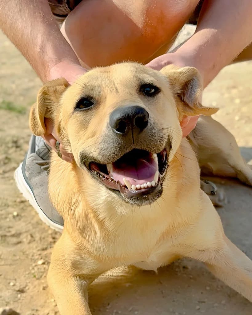 Mary, female mixed breed for adoption at Saving Souls Animal Rescue