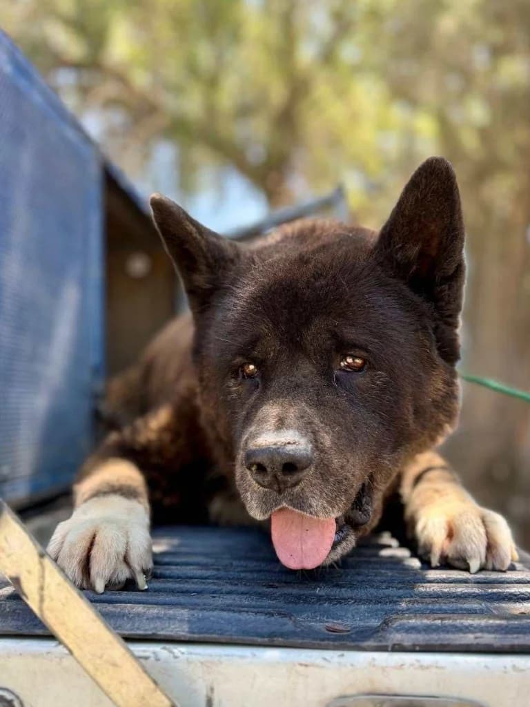 Seiko, male Akita for adoption at Saving Souls Animal Rescue