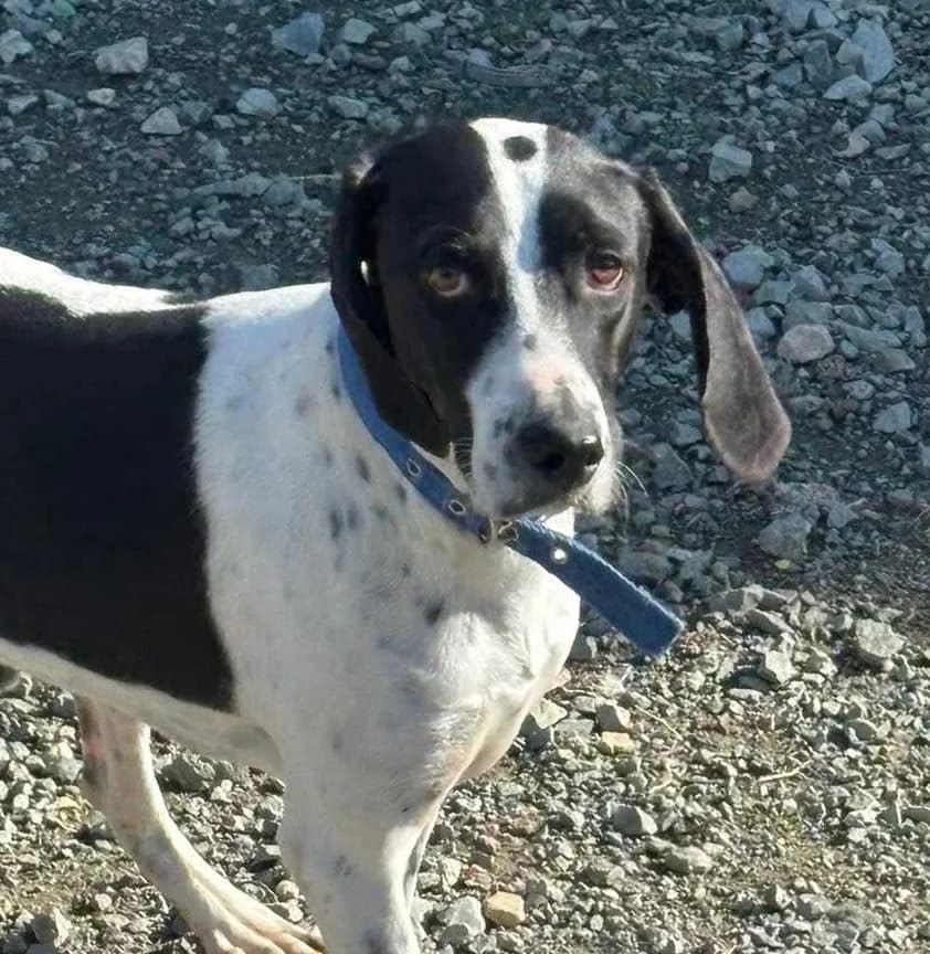 Bean (Beou), male mixed breed for adoption at Saving Souls Animal Rescue