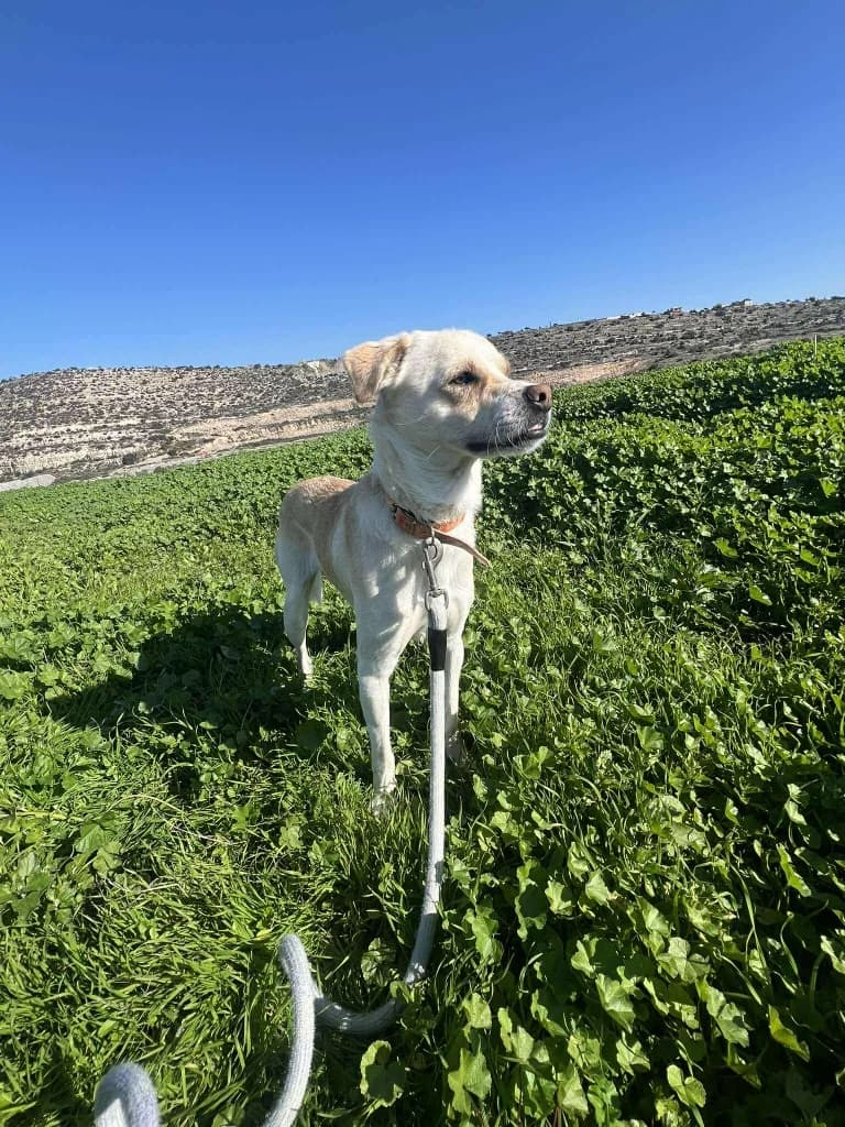 Roony, male mixed breed for adoption at Saving Souls Animal Rescue