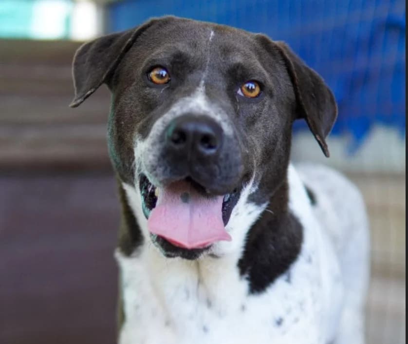 Argos, male mixed breed for adoption at Saving Souls Animal Rescue