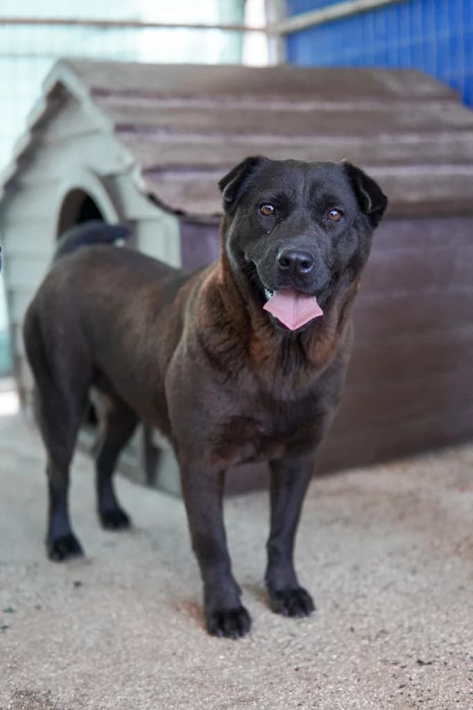 Amaya, female mixed breed for adoption at Saving Souls Animal Rescue