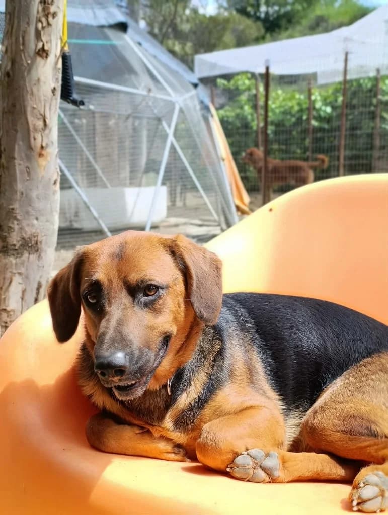 MAYIA, female mixed breed for adoption at Saving Souls Animal Rescue