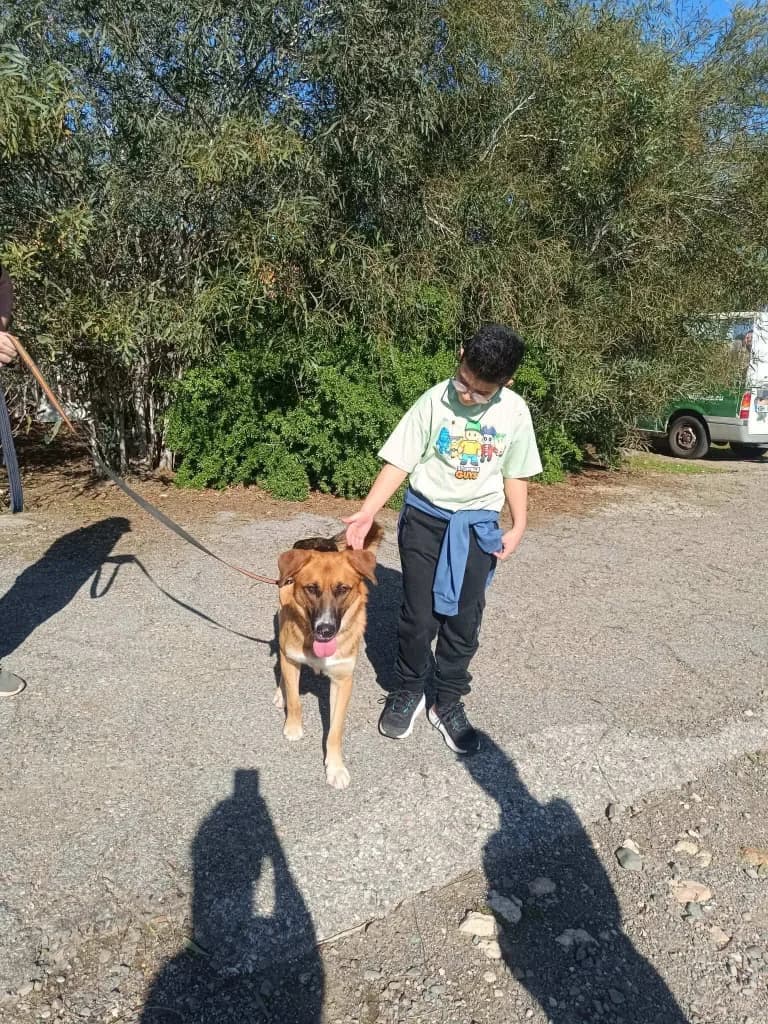 Simon, male mixed breed for adoption at Saving Souls Animal Rescue