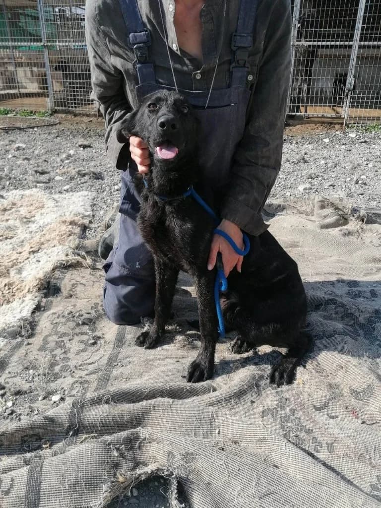 Hummer, male mixed breed for adoption at Saving Souls Animal Rescue