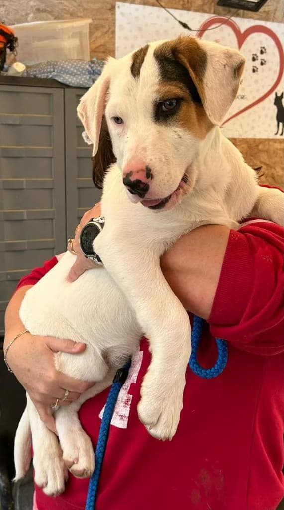 Trudy, female mixed breed for adoption at Saving Souls Animal Rescue
