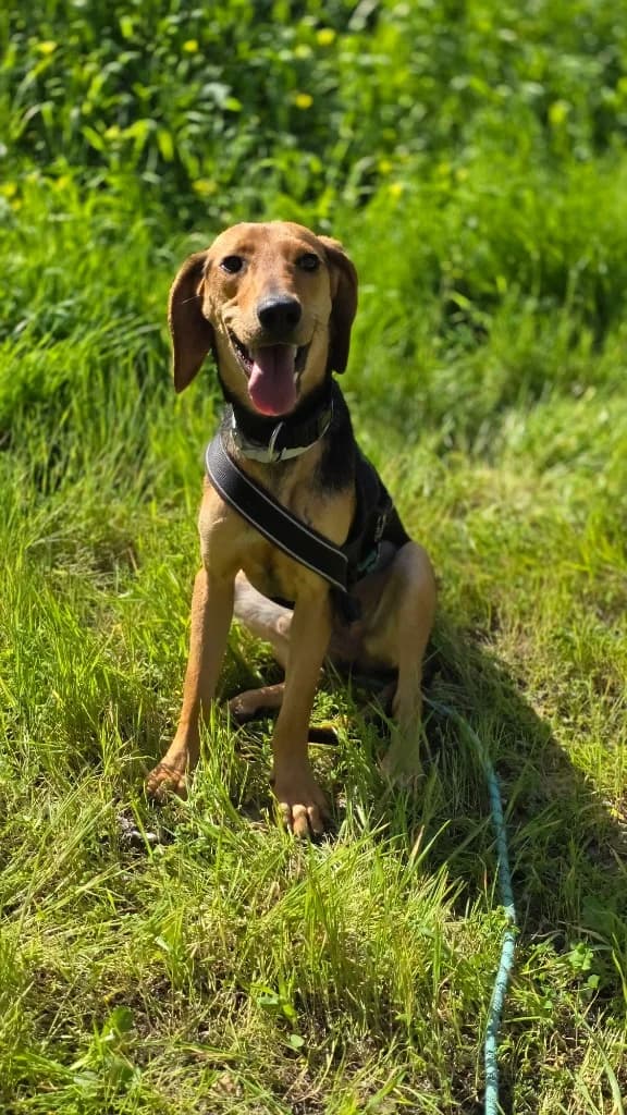 Oliver, male mixed breed for adoption at Saving Souls Animal Rescue