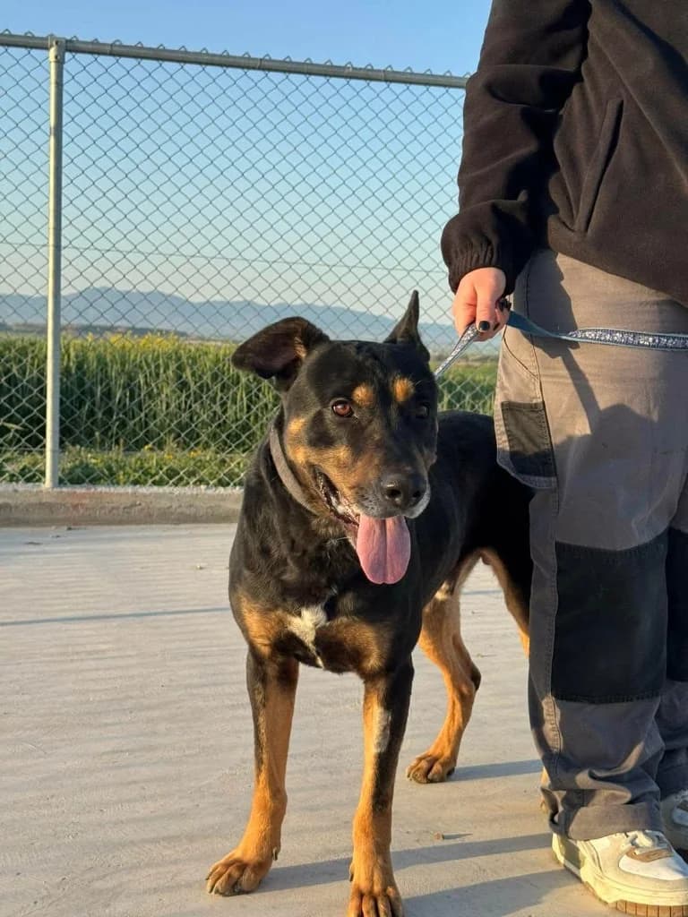 Milo, male mixed breed for adoption at Saving Souls Animal Rescue