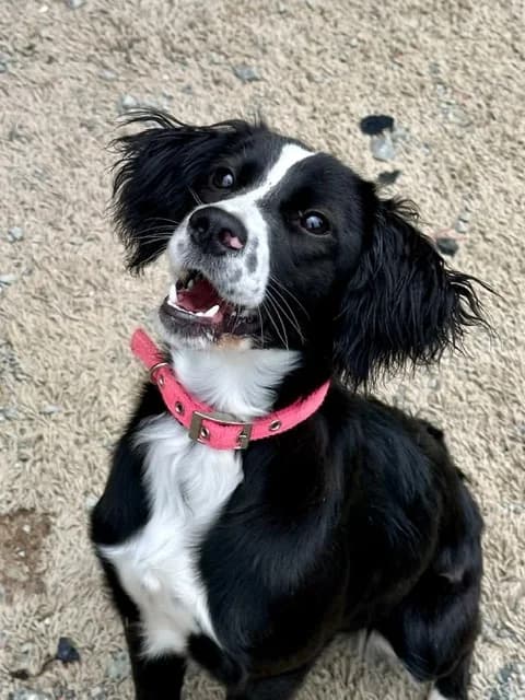 Lillie, female mixed breed for adoption at Saving Souls Animal Rescue