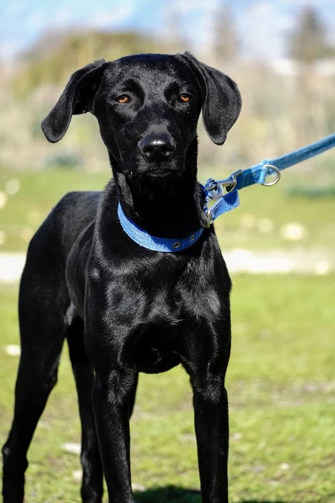 Mabel, female mixed breed for adoption at Saving Souls Animal Rescue
