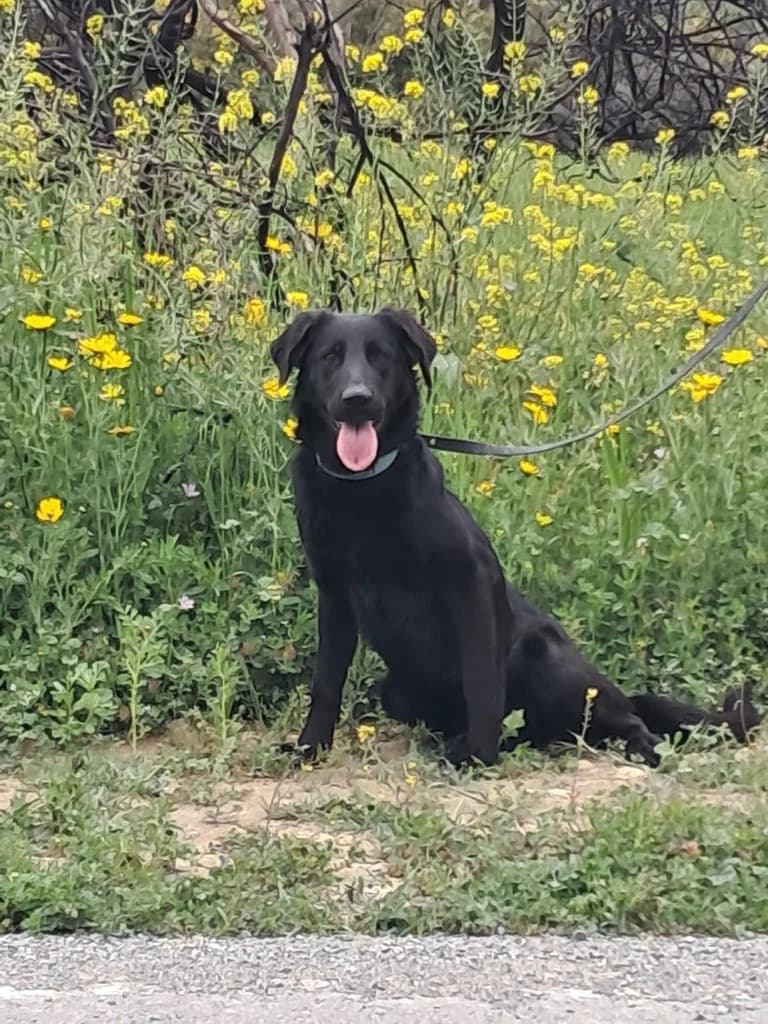 Karma, female mixed breed for adoption at Saving Souls Animal Rescue