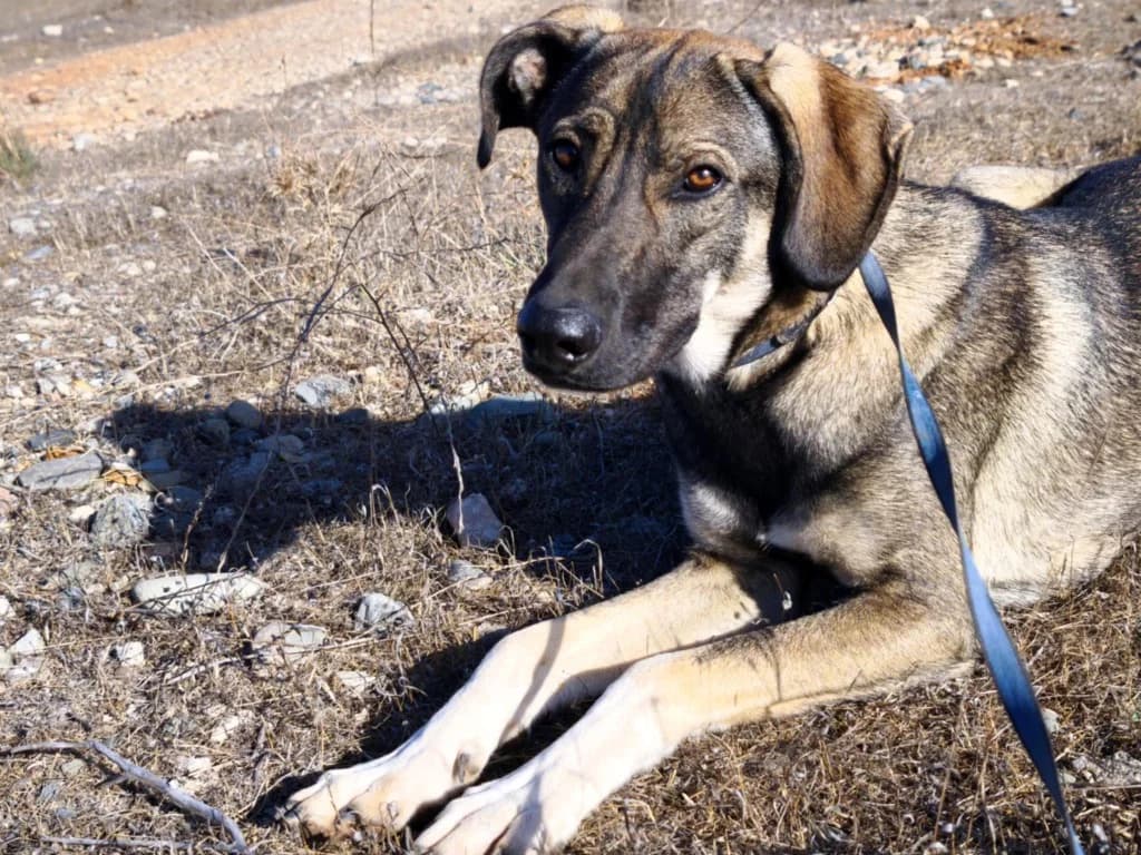 William, male mixed breed for adoption at Saving Souls Animal Rescue