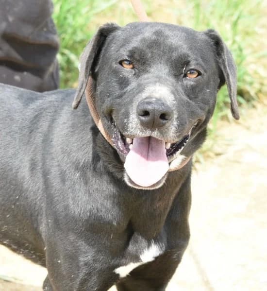 Bari, male Labrador Retriever for adoption at Saving Souls Animal Rescue