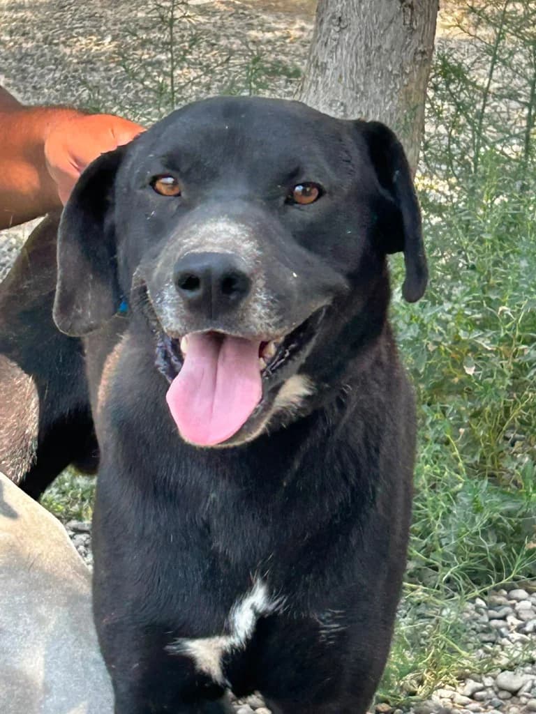 Bari, male Labrador Retriever for adoption at Saving Souls Animal Rescue