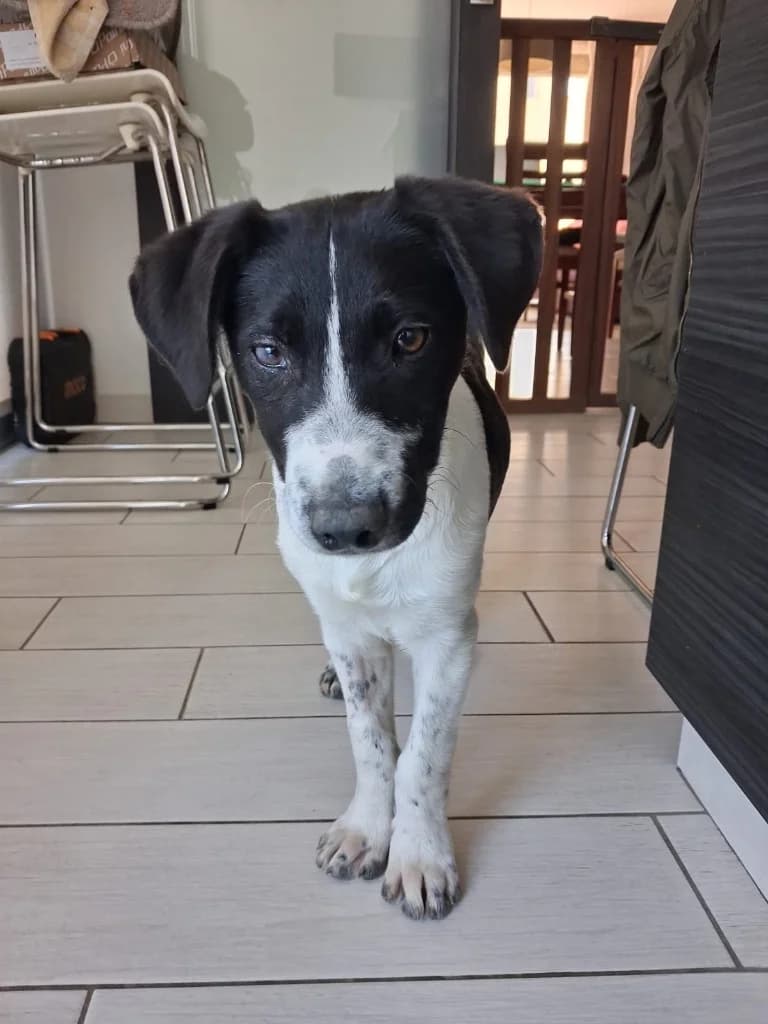 Leandro, male mixed breed for adoption at Saving Souls Animal Rescue