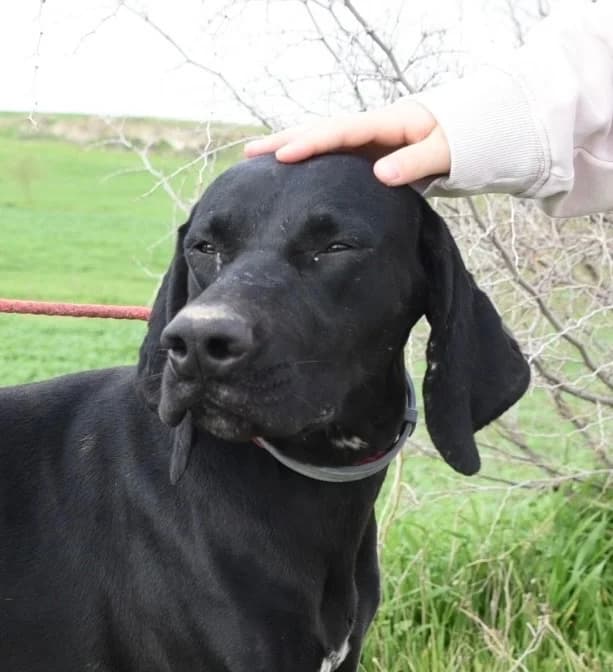 Nancy, female Pointer for adoption at Saving Souls Animal Rescue
