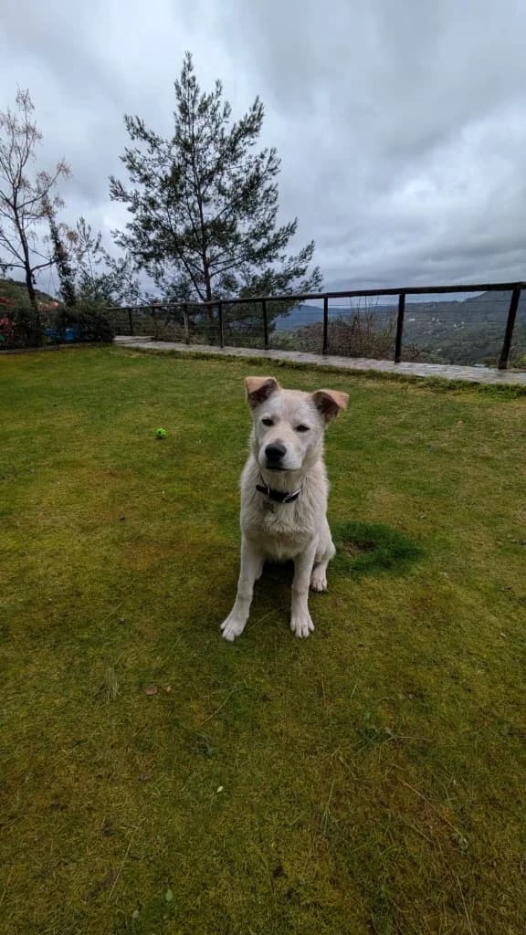 Zuri, female mixed breed for adoption at Saving Souls Animal Rescue