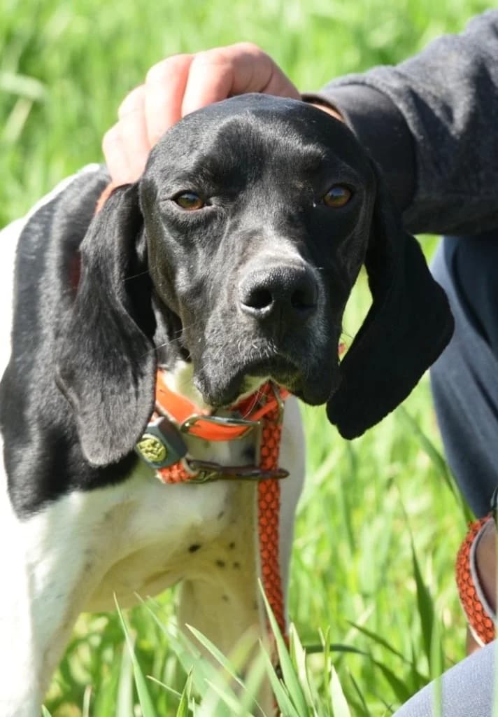 Seth, male Pointer for adoption at Saving Souls Animal Rescue
