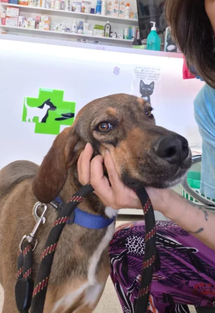 Pippin, female mixed breed for adoption at Saving Souls Animal Rescue