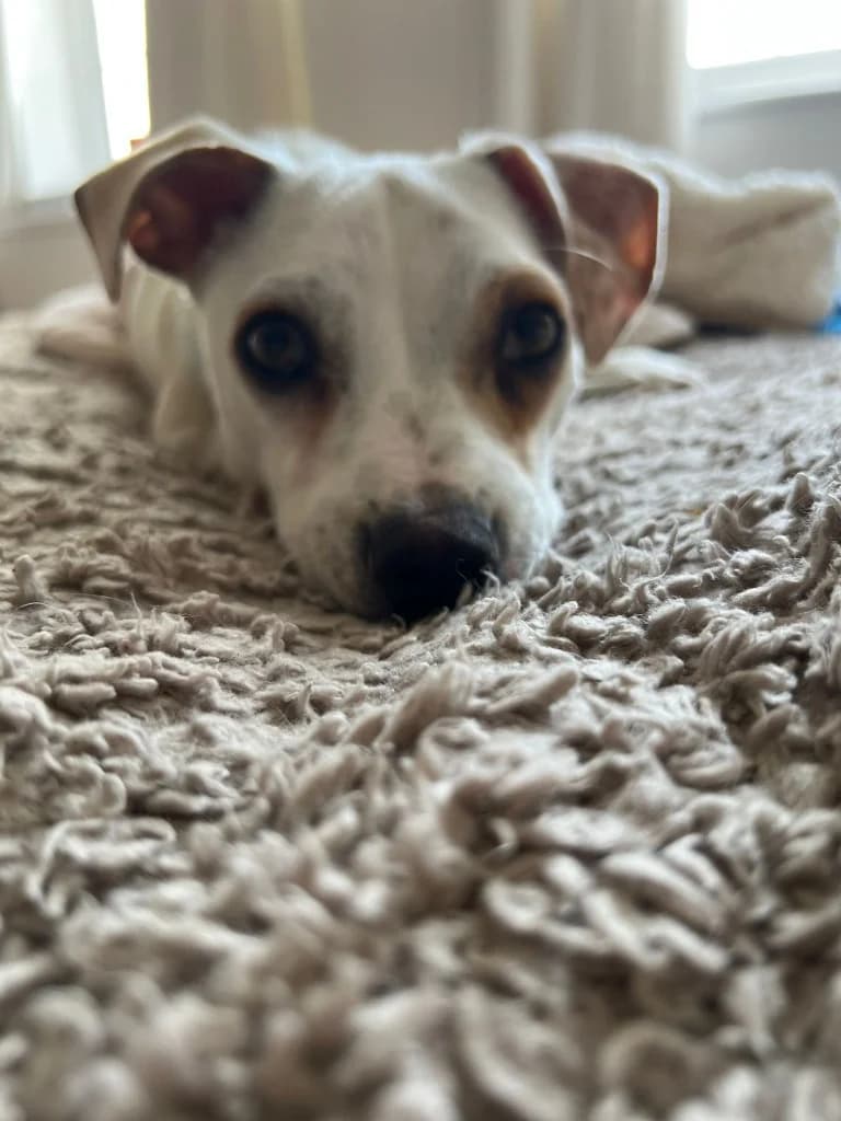 Toby, male mixed breed for adoption at Saving Souls Animal Rescue