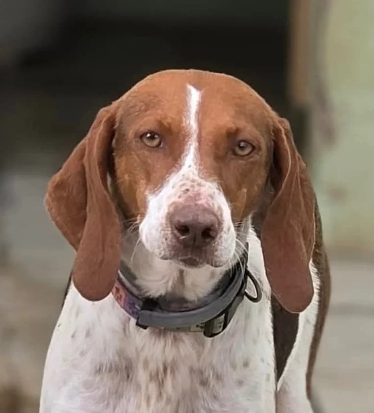 Greta, female Pointer for adoption at Saving Souls Animal Rescue