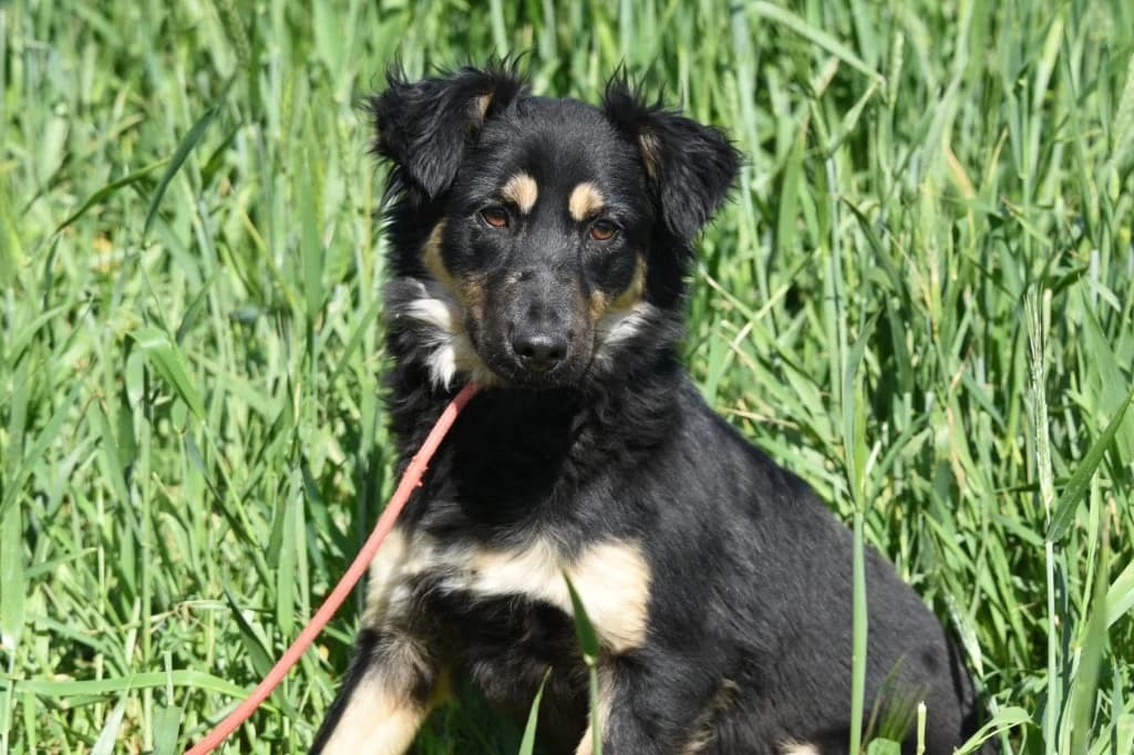 Rona, female mixed breed for adoption at Saving Souls Animal Rescue
