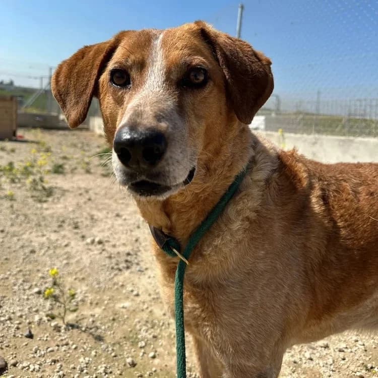 Lykos, male mixed breed for adoption at Saving Souls Animal Rescue